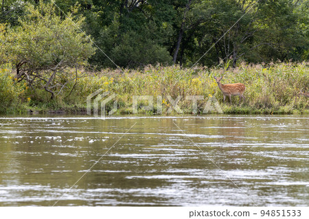 Kushiro Wetland river scenery seen from a canoe 94851533
