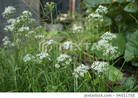 Nira Flower Nira Flower 94851788