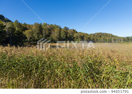 Hiuchiura forest road in autumn (morning) Miike Tashiro 94851791
