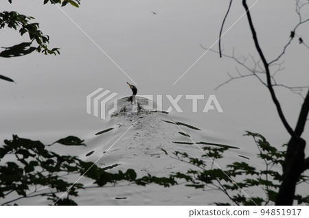 Cormorant swimming Cormorant swimming 94851917