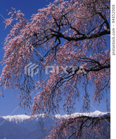 長野縣駒根市青林寺的垂枝櫻花和中央阿爾卑斯山的殘雪 94852008
