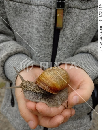 A snail in the hands of a child A snail in the hands of a child 94852159