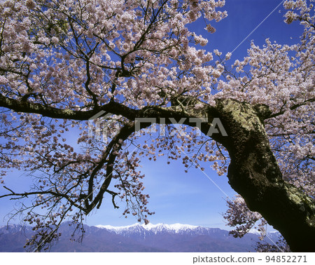 Central Alps with cherry blossoms and remaining snow at Bougakuso, Nakagawa Village, Nagano Prefecture 94852271