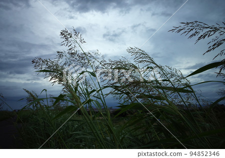 cloudy sky and grass cloudy sky and grass 94852346