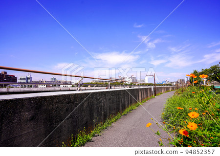 Yellow cosmos blooming on the promenade of Katsushika Nakagawa, Tokyo 94852357