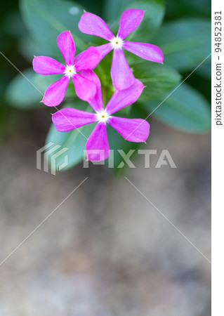 Pink cute flowers 94852381