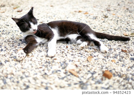 Cat grooming 94852423