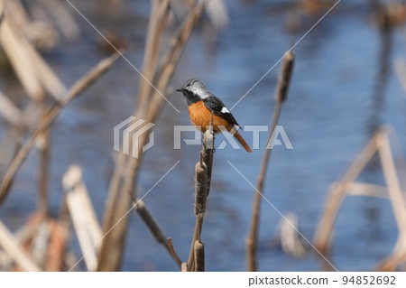 可愛而美麗的達里安Redstart,它突然出現在我面前 可愛而美麗的達里安Redstart,它突然出現在我面前 94852692