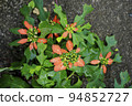 小荳蔻（夏季一品紅） 94852727