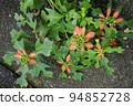小荳蔻（夏季一品紅） 94852728