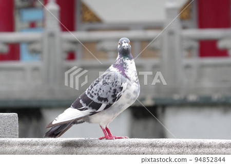 Pigeon looking here 94852844