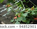 小荳蔻（夏季一品紅） 94852901