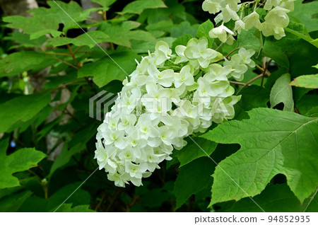Taimadera Nakanobo的白馬繡球花 Taimadera Nakanobo的白馬繡球花 94852935