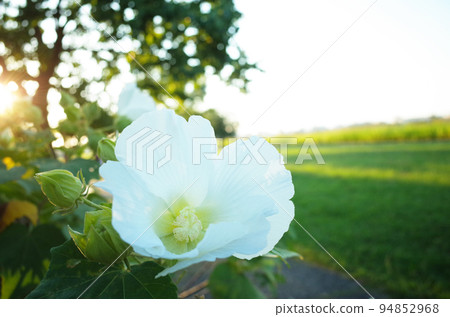 傍晚陽光普照的地方，白色的芙蓉花綻放 94852968