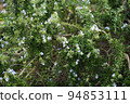 迷迭香花 94853111