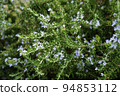 迷迭香花 94853112