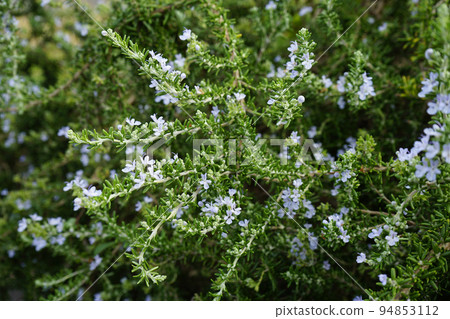 迷迭香花 迷迭香花 94853112