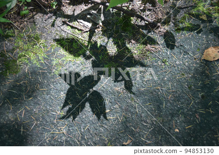 A beautiful silhouette, the shadow of the leaves reflected on the autumn-patterned ground A beautiful silhouette, the shadow of the leaves reflected on the autumn-patterned ground 94853130