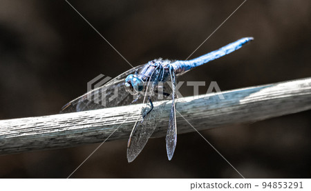 Keeled Skimmer Dragonfly (Orthetrum coerulescens) Sits On A Twig For A Break 94853291