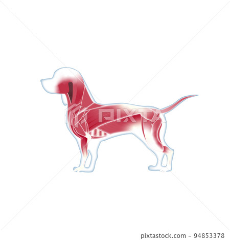 狗肌肉 94853378