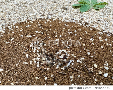 白沙地區的螞蟻巢穴、螞蟻和雜草/螞蟻 94853450