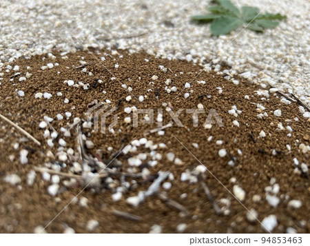 An ant's nest, ants and weeds in a white sandy area/The ants An ant's nest, ants and weeds in a white sandy area/The ants 94853463