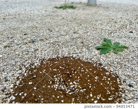 An ant's nest, ants and weeds in a white sandy area/The ants 94853471