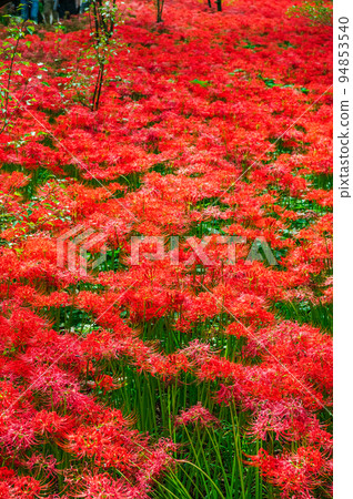Red carpet amaryllis 94853540