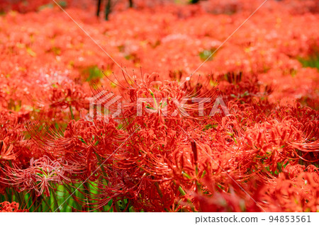 Red carpet amaryllis Red carpet amaryllis 94853561