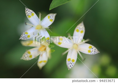 Swertia bimaculata (4 瓣) 94853671