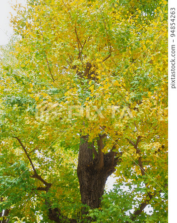 秋天的到來，公園裡的銀杏樹開始變色 94854263