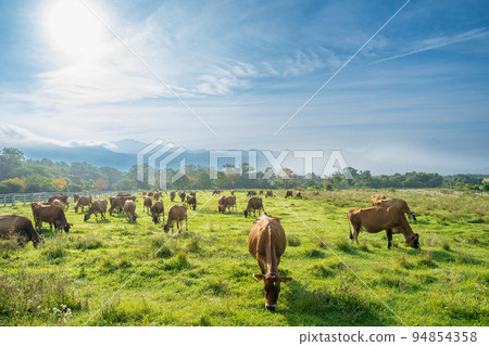 "Yamanashi Prefecture" Ranch of Seisenryo 94854358