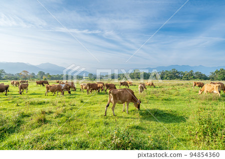 "Yamanashi Prefecture" Ranch of Seisenryo 94854360