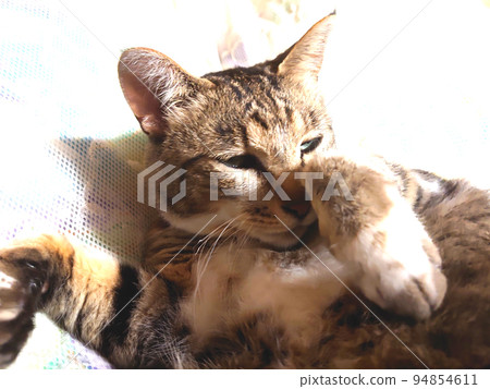 一隻貓躺下望著遠方 94854611