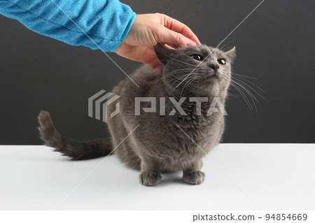 man's hand stroking the gray cat man's hand stroking the gray cat 94854669