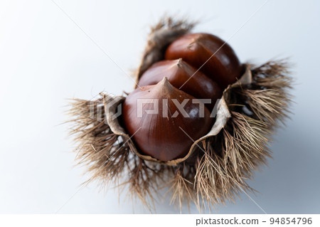Chestnut Chestnut 94854796