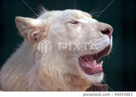 white lion with wide open mouth 94854861
