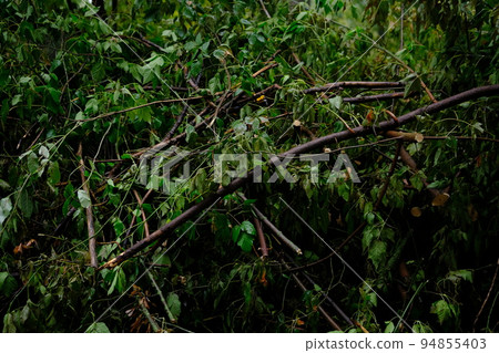 brocken branches with green leafs after the hard rain in the forest 94855403