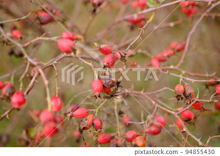 Dog rose plant and dog rose hips. Dog rose herb in autumn time Dog rose plant and dog rose hips. Dog rose herb in autumn time 94855430