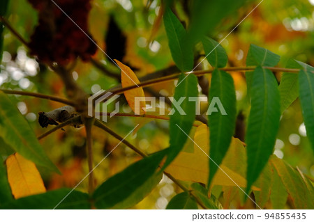 Red, orange, yellow and green sumac leaves. Autumn coloration of Rhus typhina Staghorn sumac, Anacardiaceae. Blurred background. Selective focus. Close-up. Natural texture pattern background 94855435