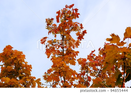 Autumn background landscape. Yellow color tree, yellow green orange red foliage in fall forest. Abstract autumn nature beauty scene October season sun heart shape sky Calm season life feel. Fall 94855444