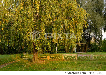 Autumn Yellow and orange leaves on the tree near metal old fence Autumn Yellow and orange leaves on the tree near metal old fence 94855445