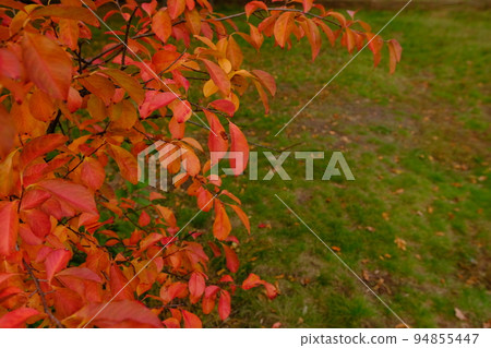 The Autumnal Colours of Nyssa sylvatica Tupelo or Black Gum Tree, red orange yellow leafs from the lefts side on green grass background with place for text The Autumnal Colours of Nyssa sylvatica Tupelo or Black Gum Tree, red orange yellow leafs from the lefts side on green grass background with place for text 94855447