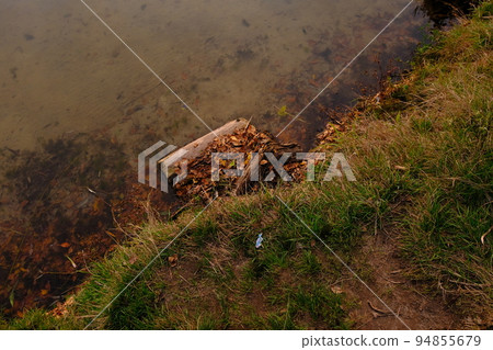 wooden log floating on the old pond surface in fine autumn day, crystal clean water and foliage 94855679