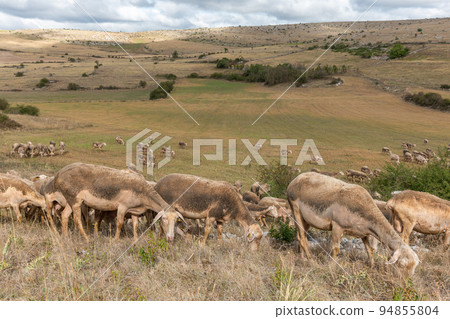 Herd of sheep in a large pasture on the causse mejean in the cevennes. 94855804