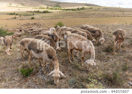 Herd of sheep in a large pasture on the causse mejean in the cevennes. 94855807