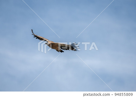 Griffon vulture (Gyps fulvus ) in flight in jonte gorges in the Cevennes National Park. Griffon vulture (Gyps fulvus ) in flight in jonte gorges in the Cevennes National Park. 94855809