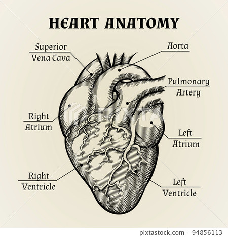 Black and White Heart Anatomy Graphic Black and White Heart Anatomy Graphic 94856113