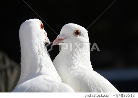 two snow-white doves close up 94856518