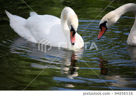 two white swans swimming in the pond 94856538